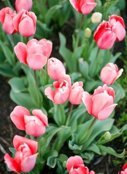 Film Photographer, Pink tulips, Asheville NC