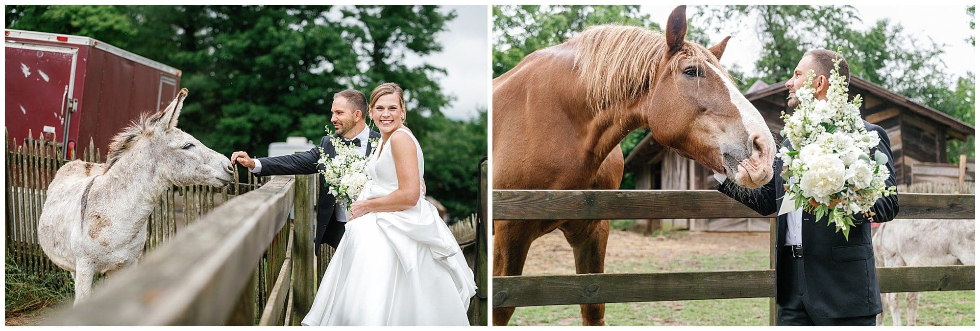 Fun destination wedding at the farm in candler, nc. bride and groom visit with the animals on the property