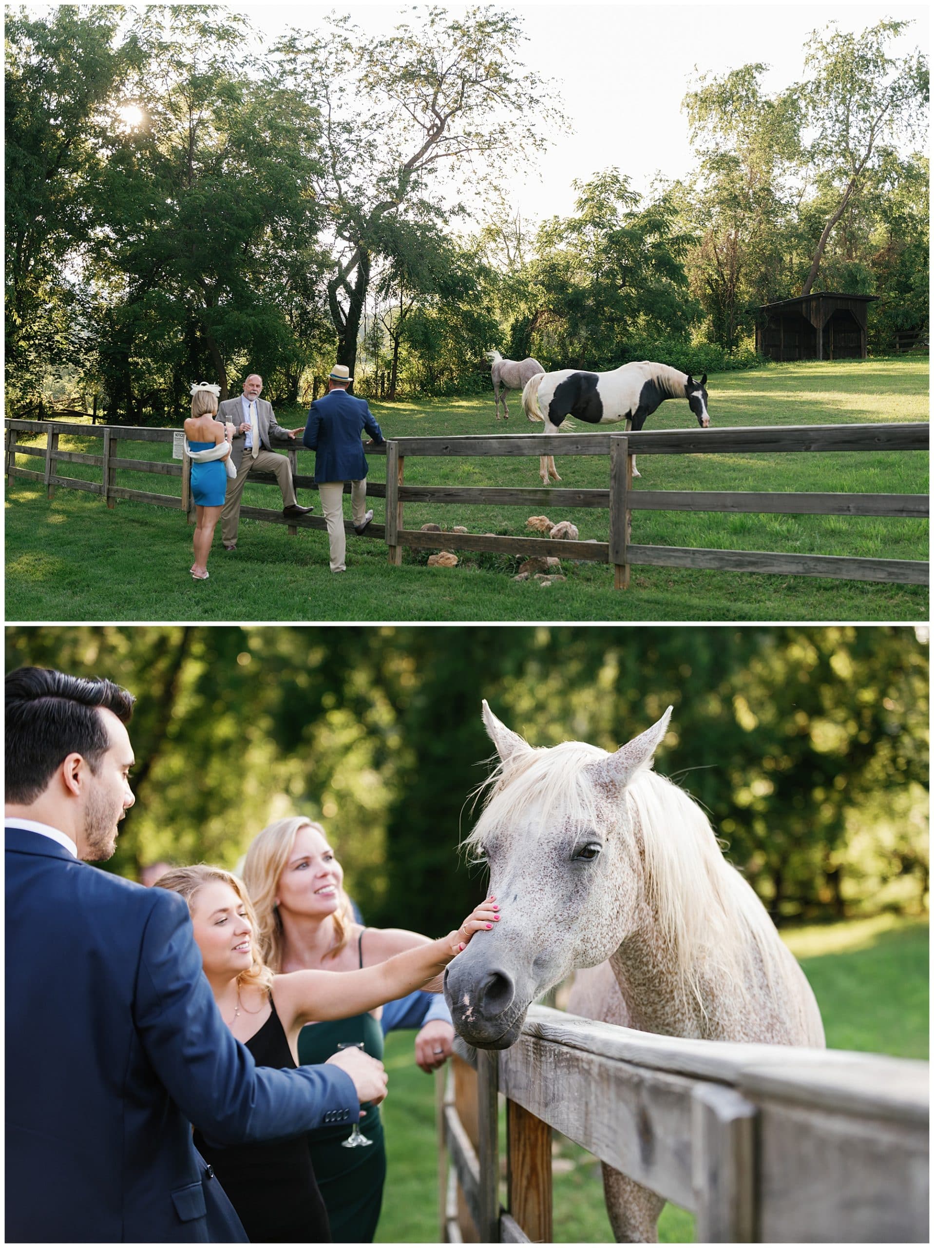 Horses in field next to the Farm wedding venue in Asheville, NC 