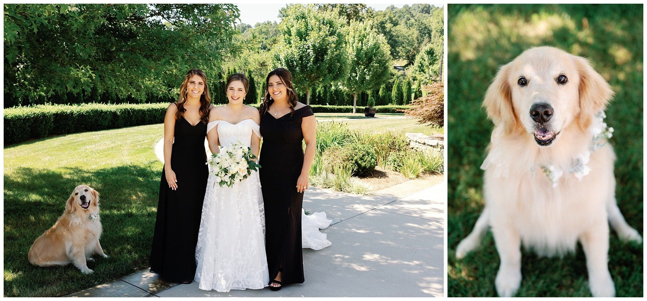 A bride and her bridesmaids pose with a golden retriever.