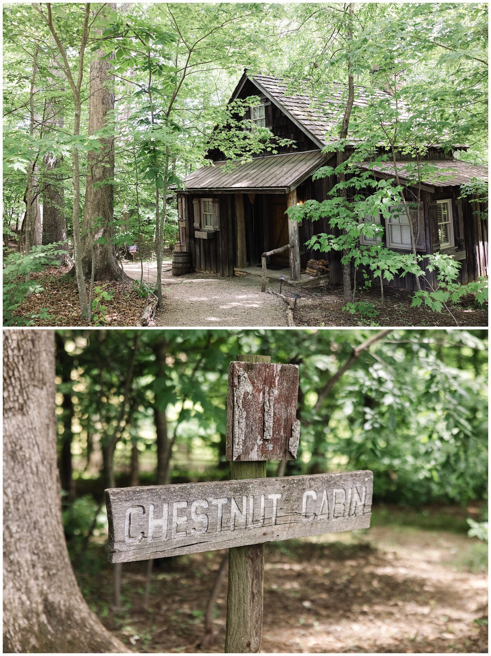 A rustic wooden cabin named "Chestnut Cabin" sits amidst a forest, with a worn sign indicating its name in front of it. The cabin is surrounded by leafy green trees and a dirt path leads to its entrance.