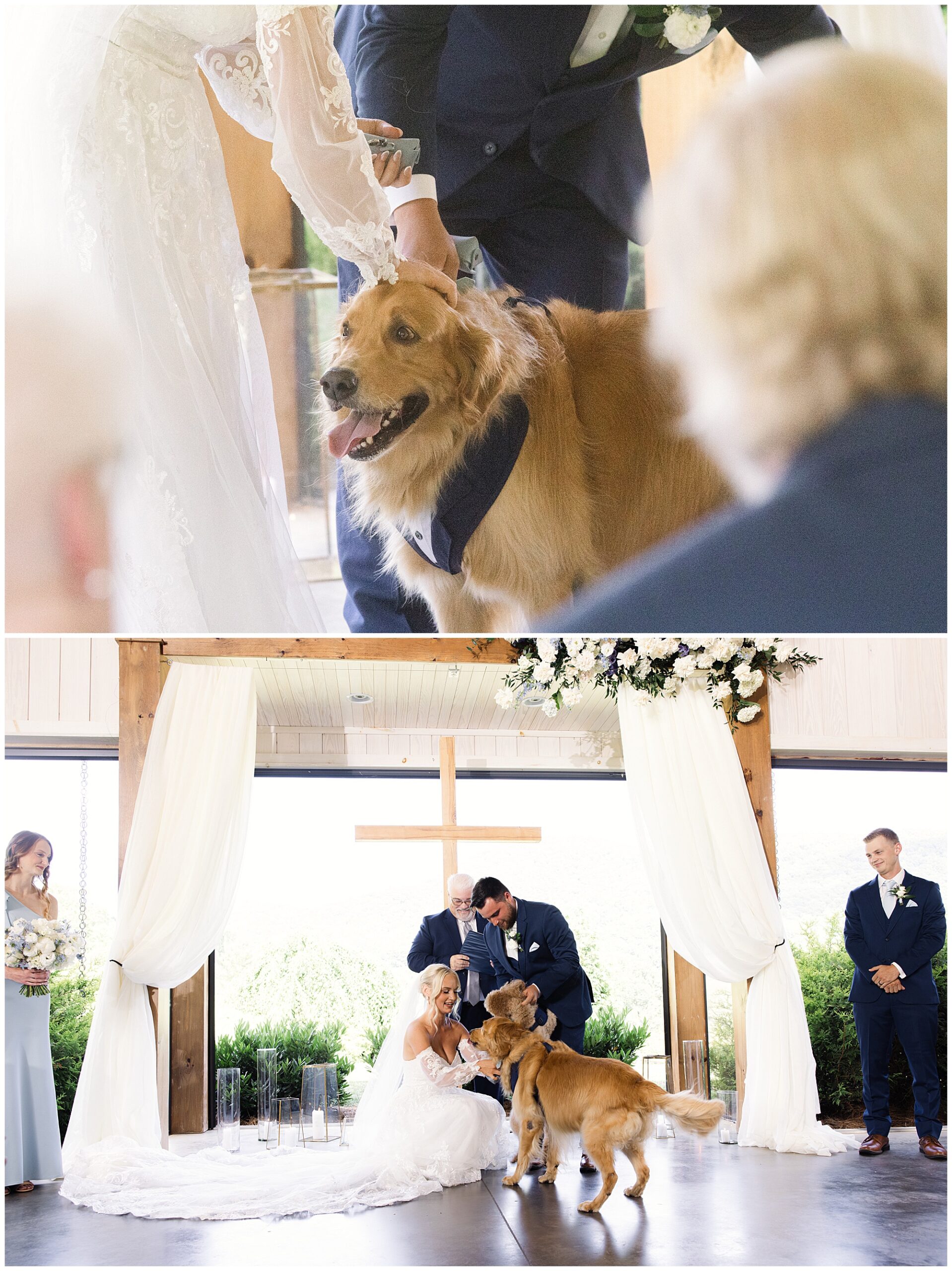 A couple in wedding attire, surrounded by their wedding party, includes their golden retriever in the ceremony. The dog wears a blue bandana and stands by the bride and groom under a wooden arch with white drapes.