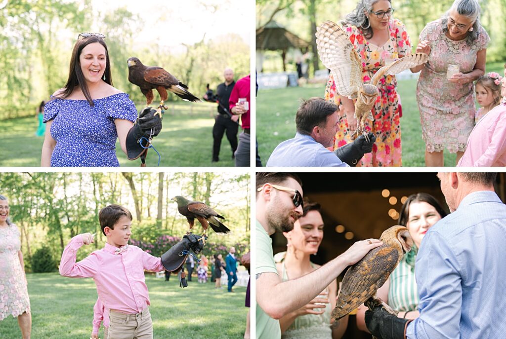 Four photos show people in Asheville, NC, interacting with birds of prey, including hawks and owls, at an outdoor event on a sunny day.